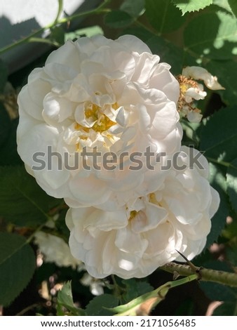 Common name: Damask rose, scientific name: Rosa x damascena