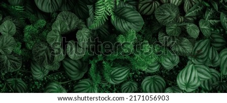 Group background of dark green tropical leaves ( monstera, palm, coconut leaf, fern, palm leaf,bananaleaf) Panorama background. concept of natu