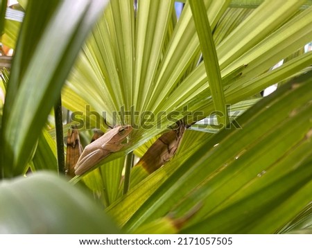 A tree frog perched on a stalk of a palm tree in the garden.