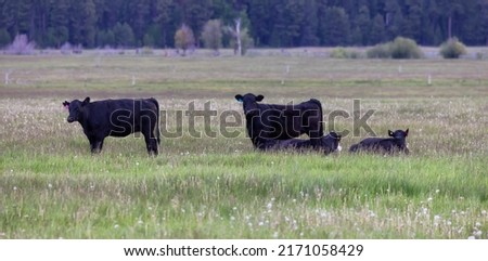 Cow in a green field with mountain landscape in background. Cloudy Sky. California, United States of America.