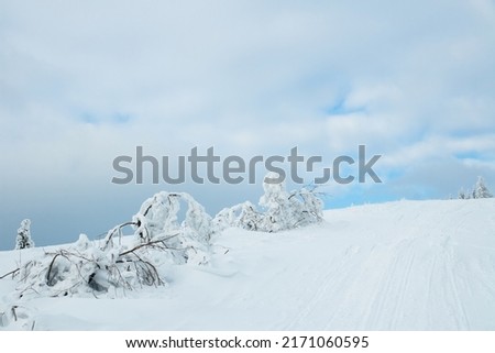 Carpathian mountains, Ukraine. Beautiful winter landscape. The forrest ist covered with snow.
