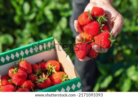 Close-up detail vie farmers hand hold show ripe red fresh sweet big tasty strawberry against box farm field. Seasonal work job offer picking harvest berries at agricultural industry farm greenhouse Royalty-Free Stock Photo #2171093393