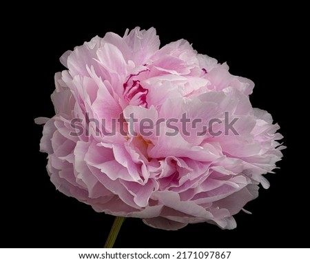 Beautiful pink-white blooming peony with stem isolated on black background. Studio close-up shot.