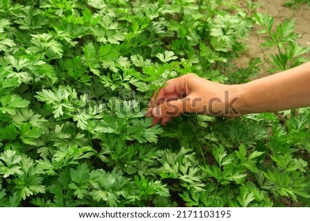 a woman collects parsley in the garden. home gardening and cultivation of greenery concept Royalty-Free Stock Photo #2171103195