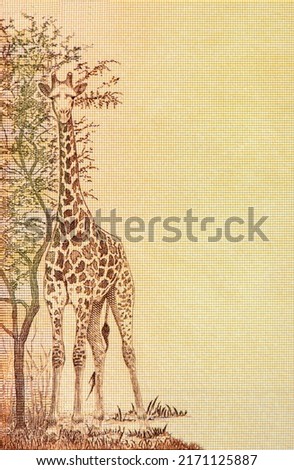 Giraffe, Portrait from Rhodesia 5 Dollars 1970-1979 Banknotes.