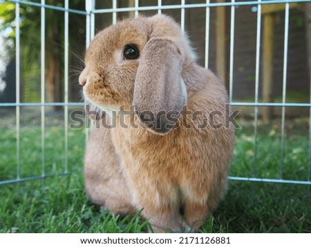 Cute mini lop ginger brown bunny rabbit Royalty-Free Stock Photo #2171126881