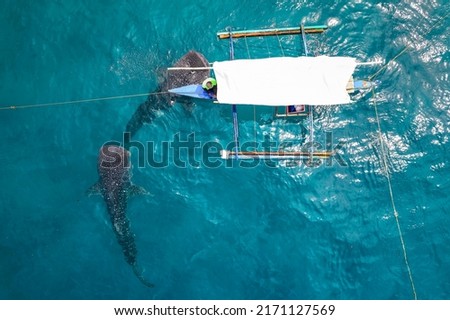 Fishermen feed a pair of friendly whale sharks. Drone shot of Whale shark watching in Lila, Bohol, Philippines.