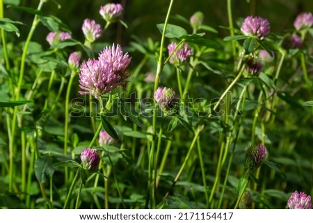 Trifolium pratense. Thickets of a blossoming clover. Red clover plants in sunshine. Honey bee at red clover flower. Flowering field with red clover and green grass. Royalty-Free Stock Photo #2171154417
