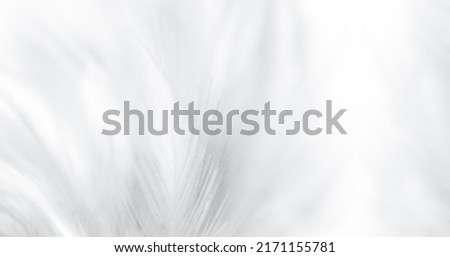 white feather texture,white feather texture background