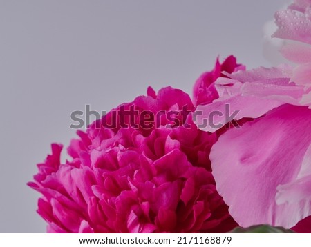 fresh bright blooming peonies flowers with dew drops on petals        