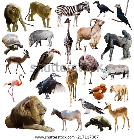 lions and other African animals. Isolated over white background 