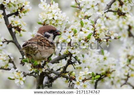 Eurasian tree sparrow, Passer montanus, perching in the spring on a blossomed branch of a tree with white flowers, and eats leaves. Royalty-Free Stock Photo #2171174767