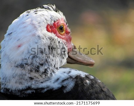 A Closeup Shot of a Muscovy Duck Looking to Right of Frame