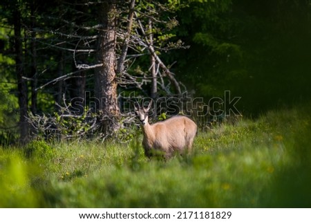 chamois female, rupicapra rupicapra, on the mountains at a sunny  morning in summer