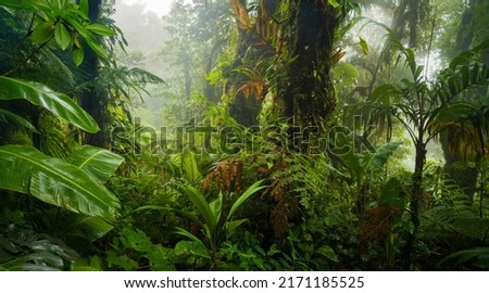 Rain forest in Central America Royalty-Free Stock Photo #2171185525