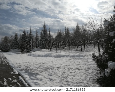 Pine trees visible on a sunny winter day, winter picture, winter picture with tree