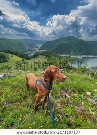 Hungarian Vizsla on leash walking in mountains by river canyon. Portrait of purebred pointer enjoying nature, traveling dog hiking in Uvac Special Nature Reserve in Serbia. Pet travel concept. Royalty-Free Stock Photo #2171187197