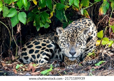 A male jaguar is looking while lying down in his natural habitat on the river bank in the Pantanal, State of Mato Grosso, Brazil
