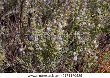 Rosemary comestible mint  plants in New Mexico state, USA Royalty-Free Stock Photo #2171190525