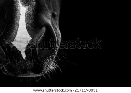 Fine art horse nose with touch hairs 