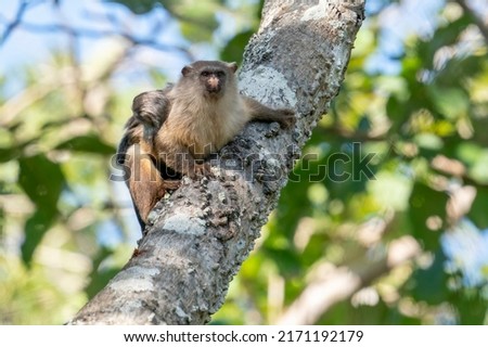 Black-tailed Marmoset is sitting in a tree in the Pantanal, State of Mato Grosso, Brazil