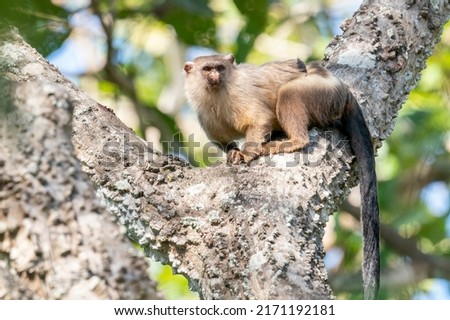 Black-tailed Marmoset is looking and sitting in a tree in the Pantanal, State of Mato Grosso, Brazil
