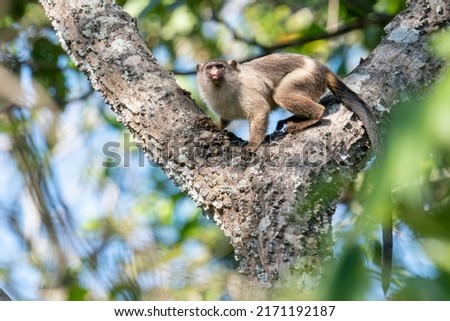 Black-tailed Marmoset is standing in a tree in the Pantanal, State of Mato Grosso, Brazil