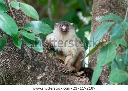 Black-tailed Marmoset is looking in a tree in the Pantanal, State of Mato Grosso, Brazil