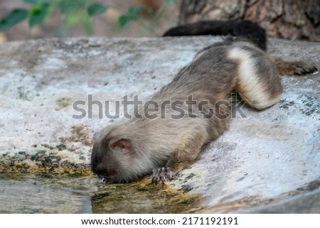 Black-tailed Marmoset is drinking water in the Pantanal, State of Mato Grosso, Brazil