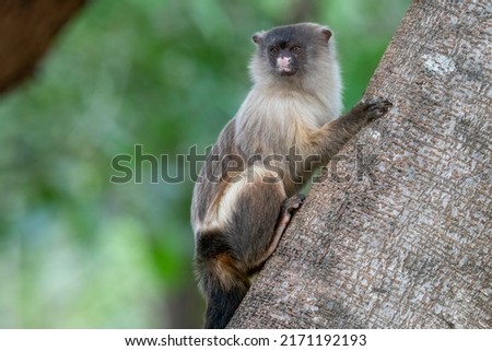 A Cute Black-tailed Marmoset is sitting in a tree in the Pantanal, State of Mato Grosso, Brazil