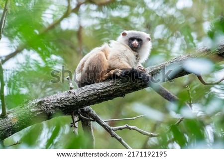 Black-tailed Marmoset is sitting high in a tree in the Pantanal, State of Mato Grosso, Brazil