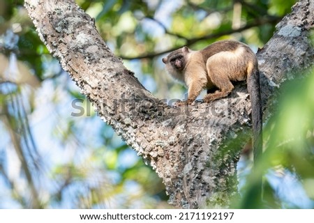 Black-tailed Marmoset is waiting in a tree in the Pantanal, State of Mato Grosso, Brazil