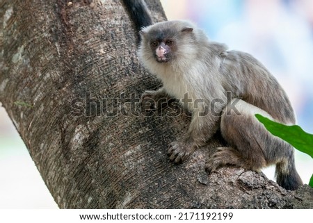A small Black-tailed Marmoset is sitting in a tree in the Pantanal, State of Mato Grosso, Brazil