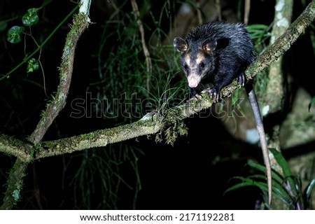 Black-eared Opossum is sitting on a branch during the night in Brazil