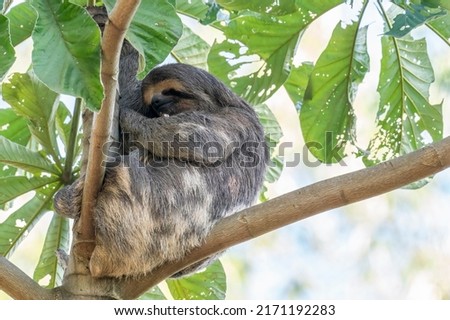 Brown-throated Three-toed Sloth is sleeping high in the tree in Brazil
