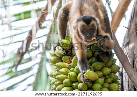 Hooded Capuchin is eating fruits from a tree in Pantanal, Brazil