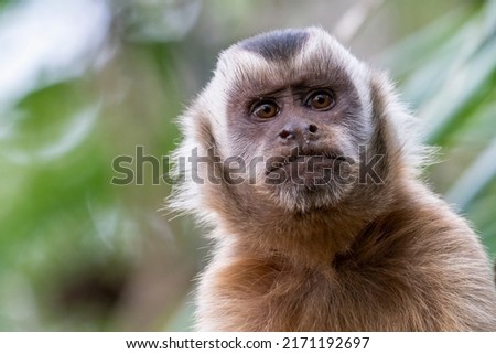 Close-up of a head of a Hooded Capuchin in Pantanal, Brazil