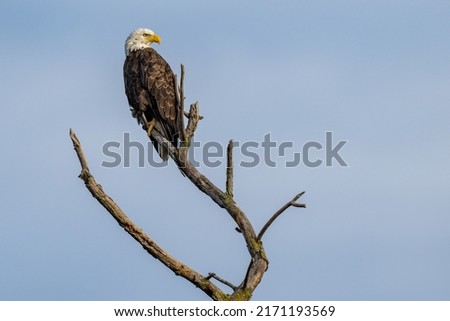 Perched Adult Bald Eagle against a blue sky