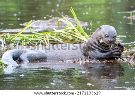 A giant otter is eating fish in his natural habitat in the river in the Pantanal, State of Mato Grosso, Brazil