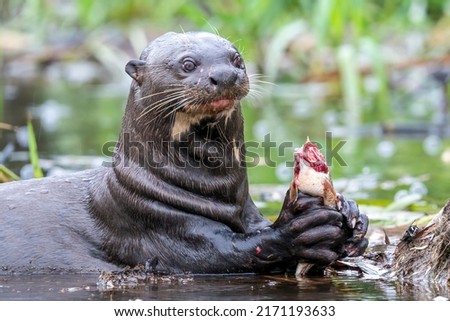 A close-up of a giant otter that is eating fish in his natural habitat in the river in the Pantanal, State of Mato Grosso, Brazil