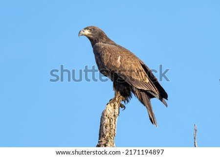 Perched Juvenile Bald Eagle on a Branch against a blue sky Royalty-Free Stock Photo #2171194897