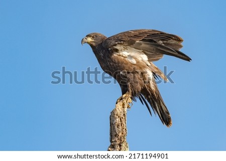 Perched Juvenile Bald Eagle on a Branch against a blue sky Royalty-Free Stock Photo #2171194901