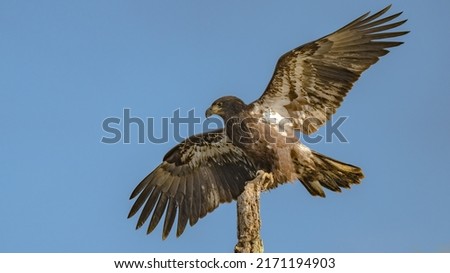 Perched Juvenile Bald Eagle on a Branch against a blue sky Royalty-Free Stock Photo #2171194903