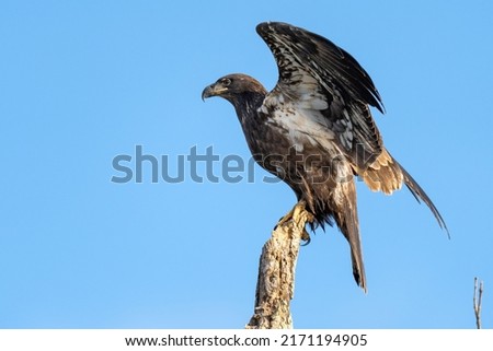 Perched Juvenile Bald Eagle on a Branch against a blue sky Royalty-Free Stock Photo #2171194905