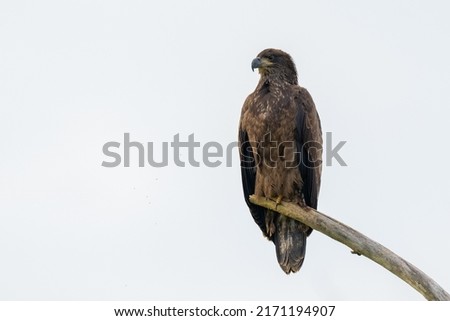 Perched Juvenile Bald Eagle on a Branch against a blue sky Royalty-Free Stock Photo #2171194907