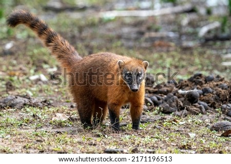 South-American Coati is walking on the forest ground with his banded tail in the sky, Pantanal, Brazil Royalty-Free Stock Photo #2171196513