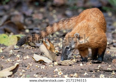 South-American Coati is walking on the forest ground with his banded tail, Pantanal, Brazil