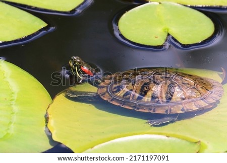 Cute Red Eared Slider Turtle resting on a Lily Pad Royalty-Free Stock Photo #2171197091