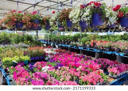 The Garden Centre at the supermarket.  Flowers in a pot. Different plants, flowers, seedling, fertilizer, flower in hanging basket.