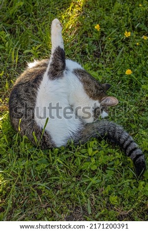The cat sleeps in the green grass near the house in summer.